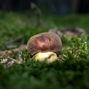 Pilzwanderung - 25.07.2026