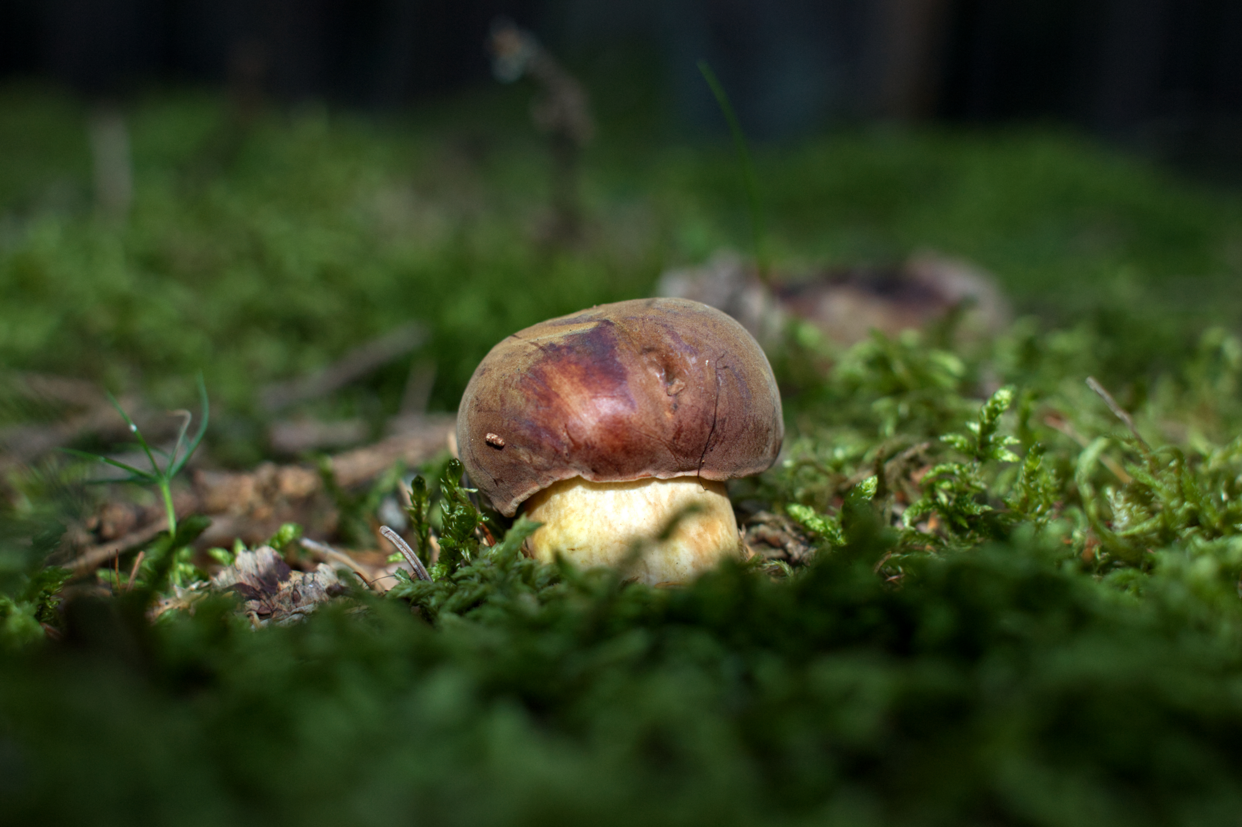 Pilzwanderung - 25.07.2026