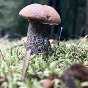 Pilzwanderung - 08.08.2026