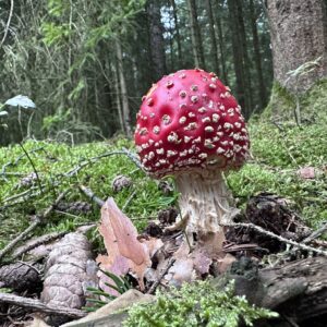 Pilzwanderung - 26.09.2026