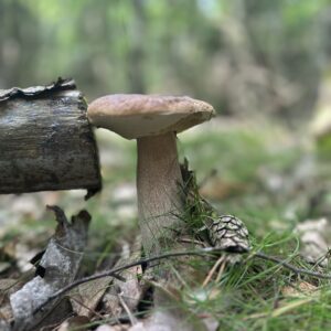 Pilzwanderung - 29.08.2026