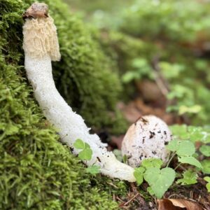 Pilzwanderung - 17.10.2026