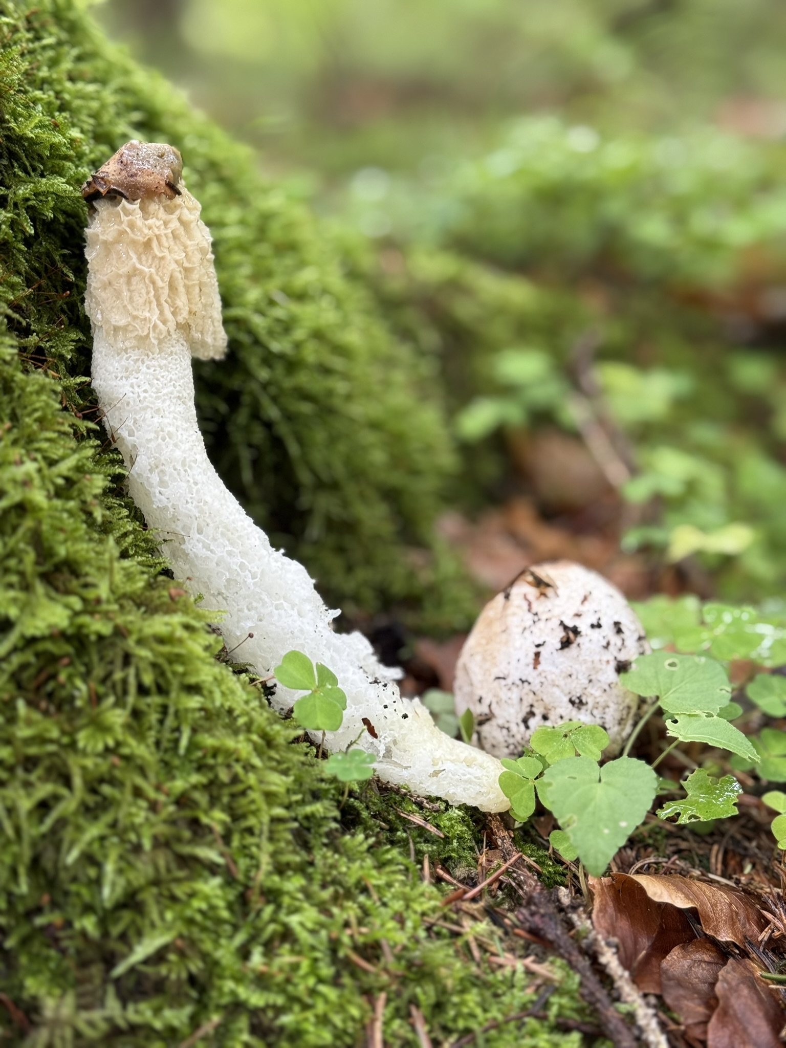 Pilzwanderung - 17.10.2026