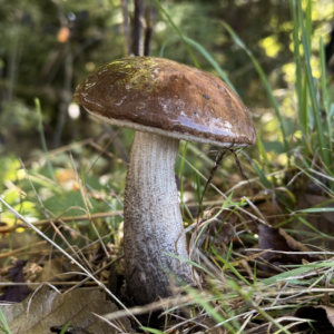Pilzwanderung - 07.11.2026